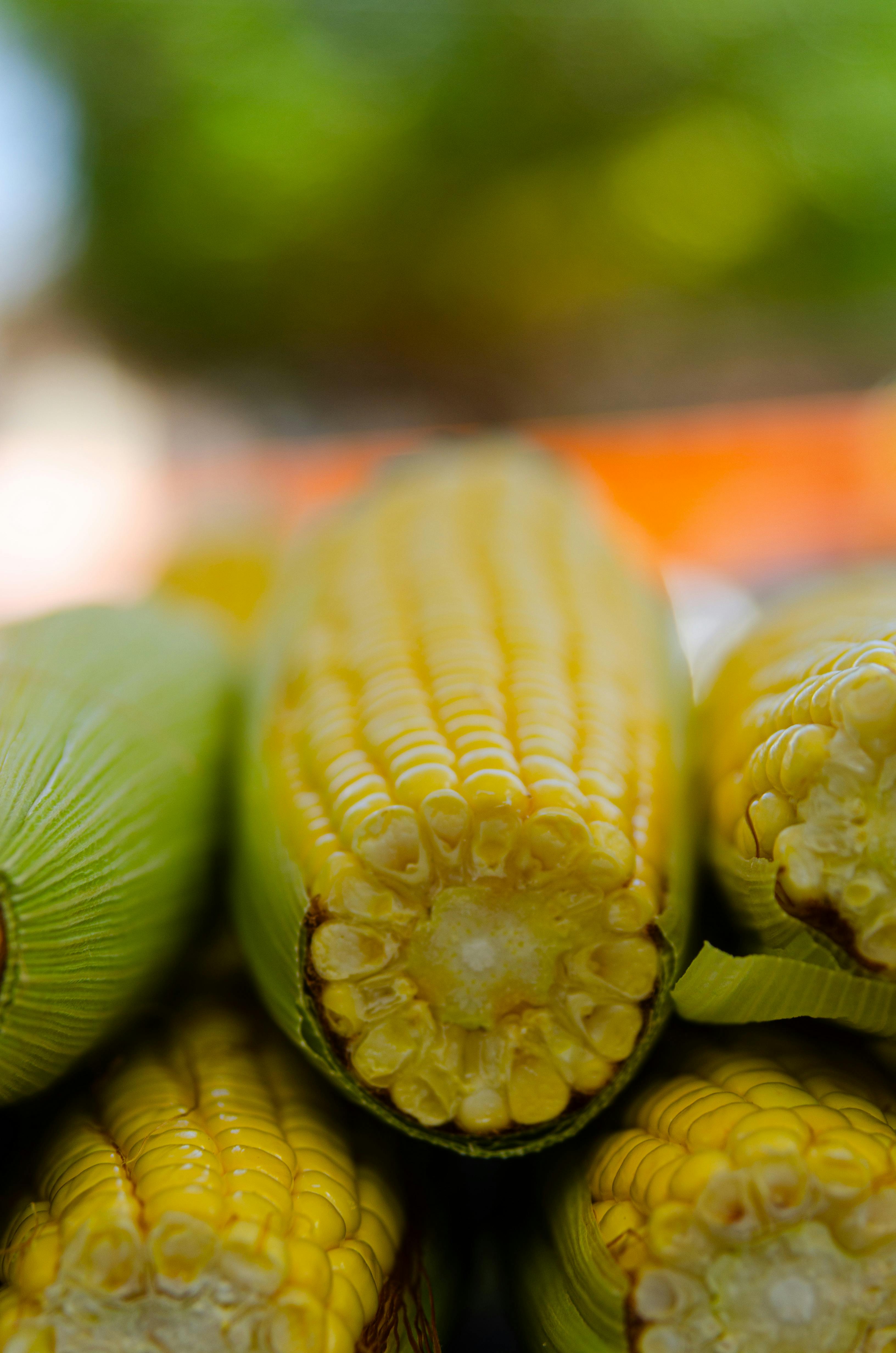 Effective Ways to Enhance Plant-Based Nutrition for Modern Living in 2025