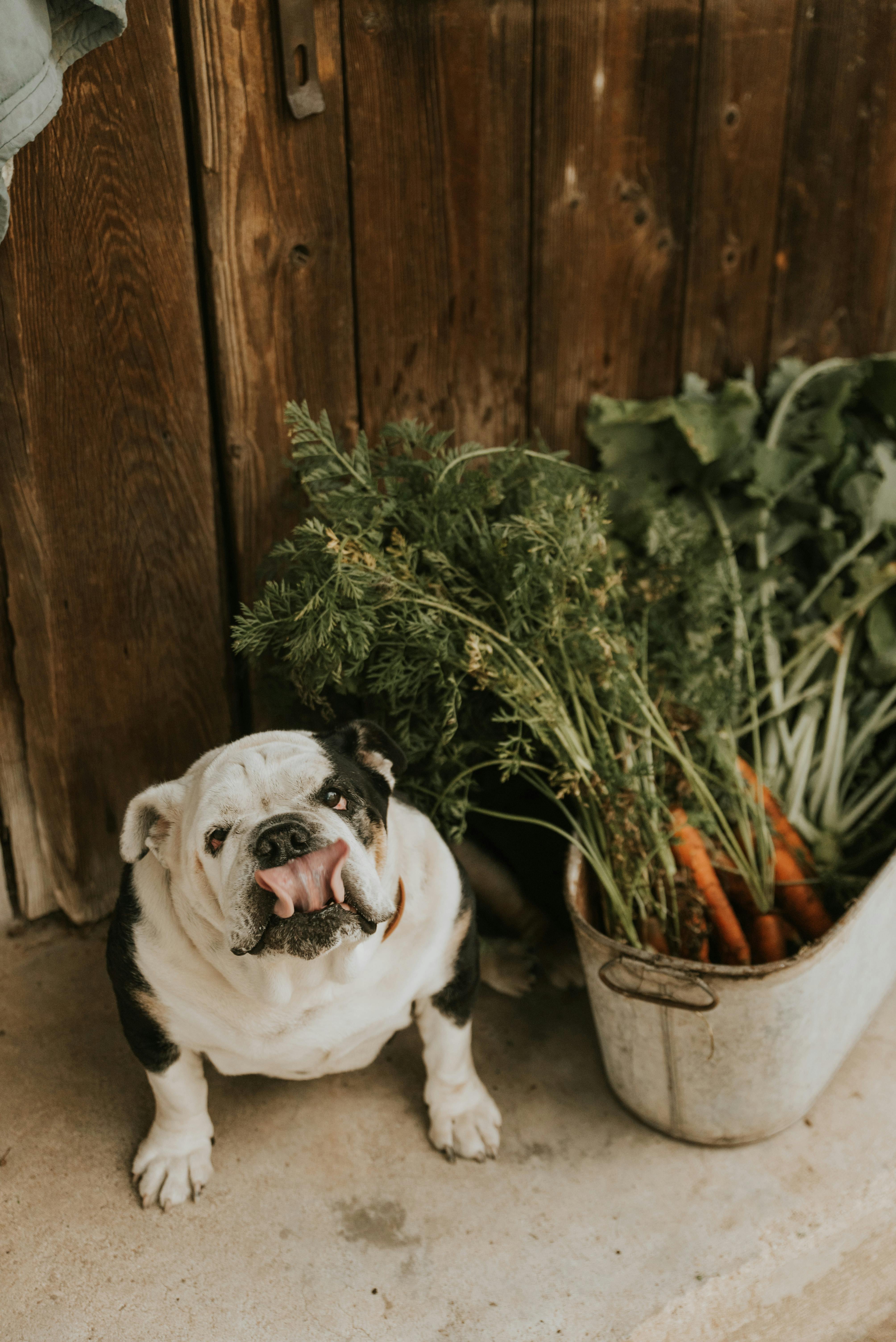 Smart Ways to Enhance Your Seventh Day Adventist Diet in 2025